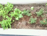 植えてみました～